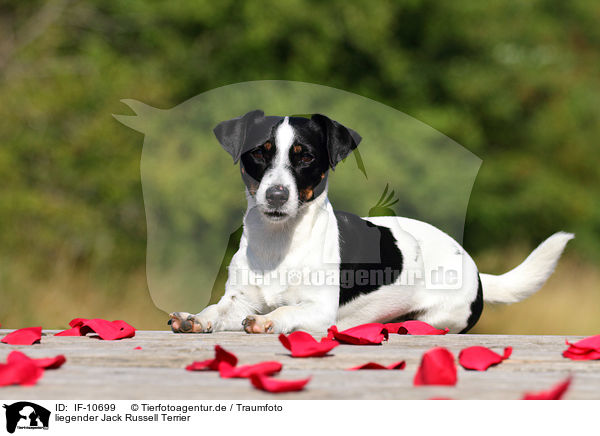 liegender Jack Russell Terrier / lying Jack Russell Terrier / IF-10699