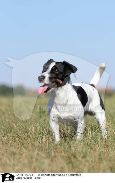 Jack Russell Terrier / Jack Russell Terrier / IF-10701