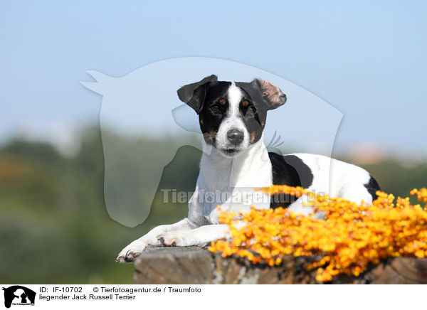 liegender Jack Russell Terrier / lying Jack Russell Terrier / IF-10702