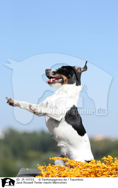 Jack Russell Terrier macht Mnnchen / Jack Russell Terrier shows trick / IF-10703