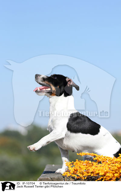 Jack Russell Terrier gibt Pftchen / Jack Russell Terrier gives paw / IF-10704