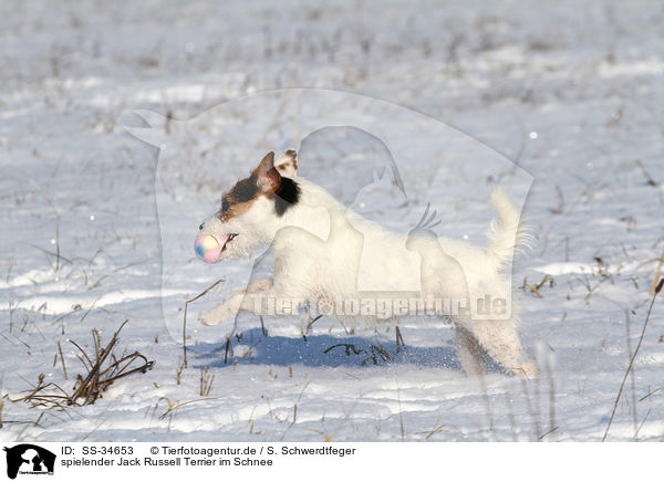 spielender Parson Russell Terrier im Schnee / playing Parson Russell Terrier in the snow / SS-34653