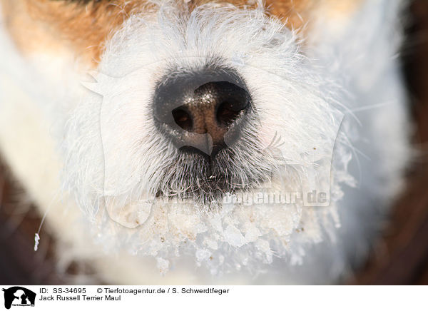 Parson Russell Terrier Maul / Parson Russell Terrier mouth / SS-34695
