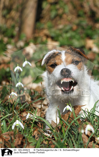 Parson Russell Terrier Portrait / Parson Russell Terrier Portrait / SS-34823