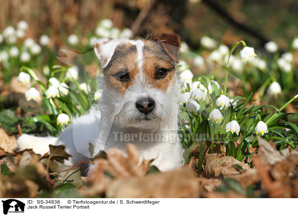 Parson Russell Terrier Portrait / Parson Russell Terrier Portrait / SS-34838