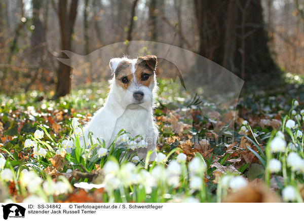 sitzender Parson Russell Terrier / sitting Parson Russell Terrier / SS-34842