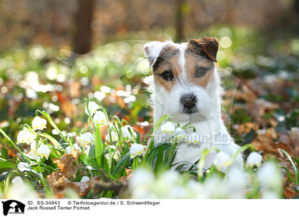 Parson Russell Terrier Portrait / Parson Russell Terrier Portrait / SS-34843