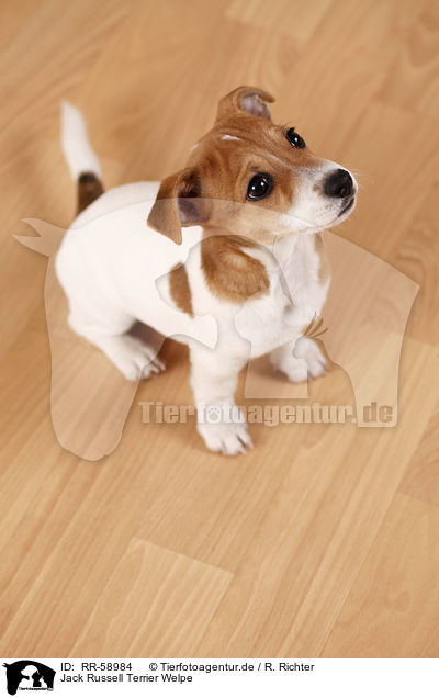 Jack Russell Terrier Welpe / Jack Russell Terrier puppy / RR-58984