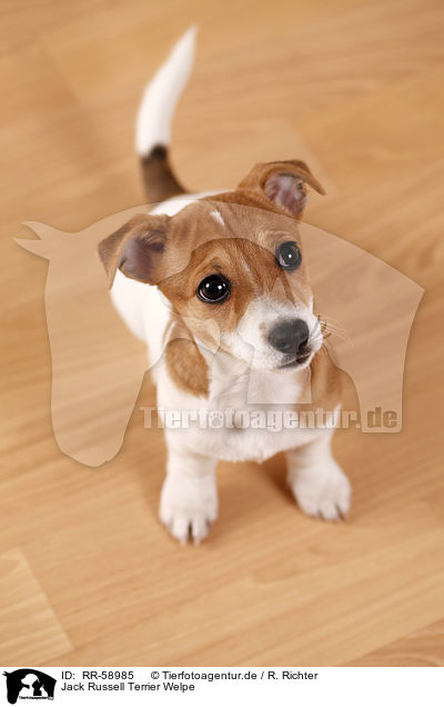 Jack Russell Terrier Welpe / Jack Russell Terrier puppy / RR-58985
