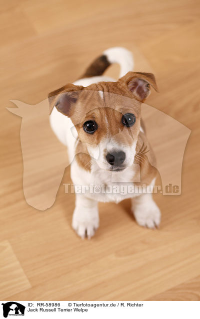 Jack Russell Terrier Welpe / Jack Russell Terrier puppy / RR-58986