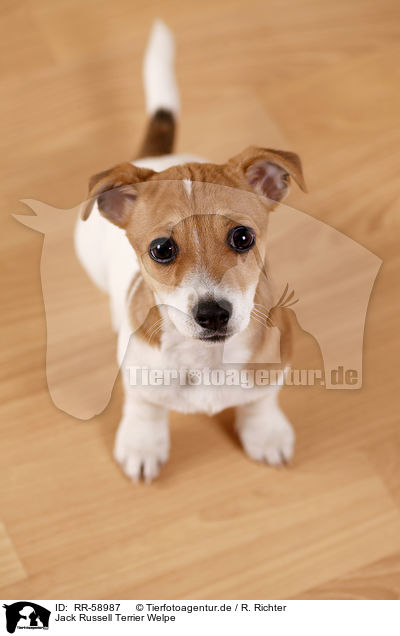 Jack Russell Terrier Welpe / Jack Russell Terrier puppy / RR-58987