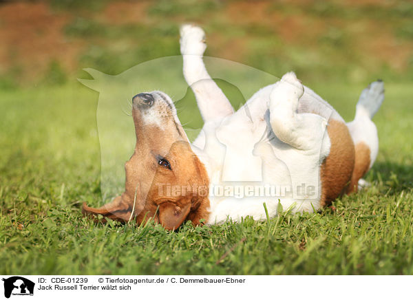 Jack Russell Terrier wlzt sich / rolling Jack Russell Terrier / CDE-01239