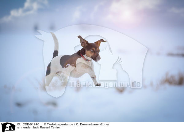 rennender Jack Russell Terrier / running Jack Russell Terrier / CDE-01240