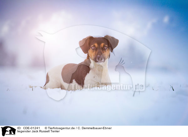 liegender Jack Russell Terrier / lying Jack Russell Terrier / CDE-01241