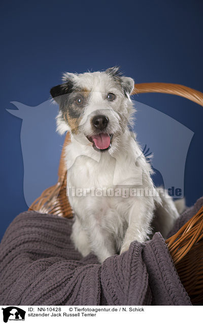 sitzender Jack Russell Terrier / sitting Jack Russell Terrier / NN-10428