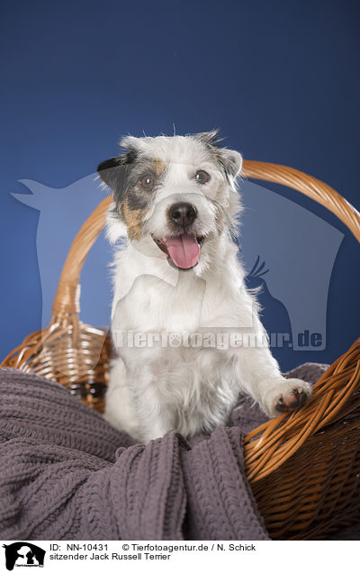 sitzender Jack Russell Terrier / sitting Jack Russell Terrier / NN-10431