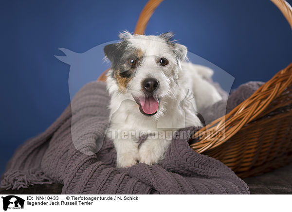 liegender Jack Russell Terrier / lying Jack Russell Terrier / NN-10433