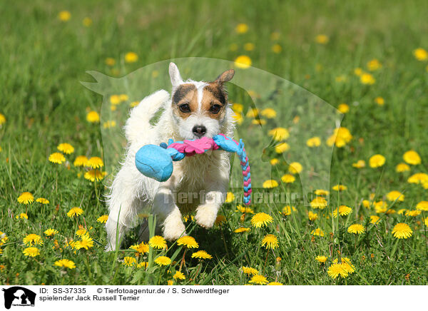 spielender Jack Russell Terrier / SS-37335