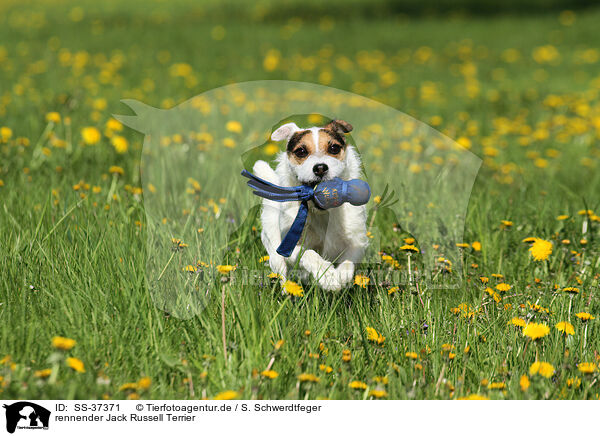rennender Parson Russell Terrier / running Parson Russell Terrier / SS-37371