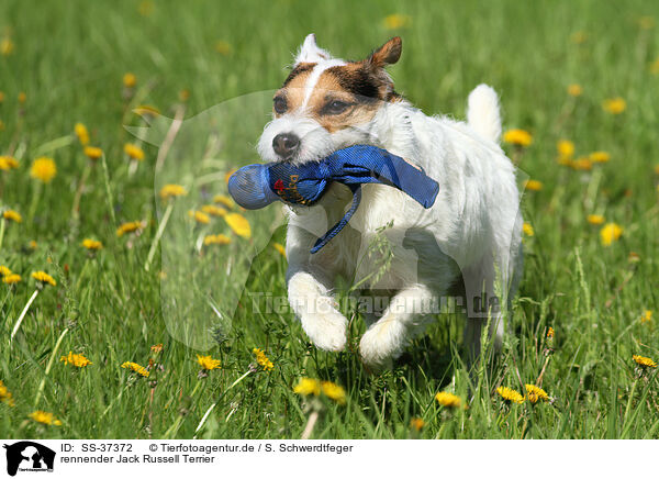 rennender Parson Russell Terrier / running Parson Russell Terrier / SS-37372