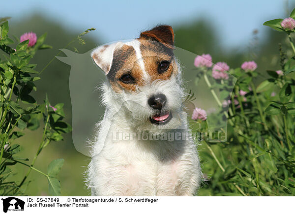 Parson Russell Terrier Portrait / Parson Russell Terrier Portrait / SS-37849