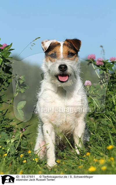 sitzender Parson Russell Terrier / sitting Parson Russell Terrier / SS-37851