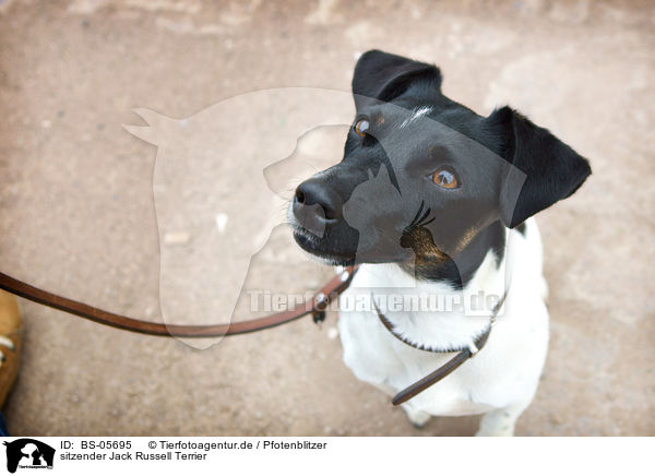 sitzender Jack Russell Terrier / sitting Jack Russell Terrier / BS-05695