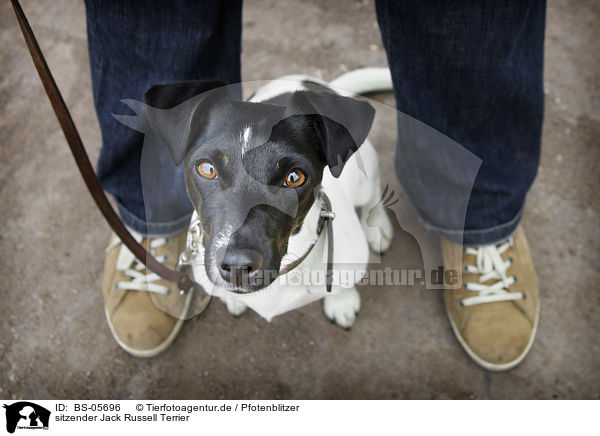 sitzender Jack Russell Terrier / sitting Jack Russell Terrier / BS-05696