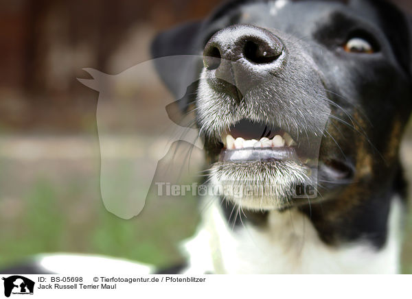 Jack Russell Terrier Maul / Jack Russell Terrier mouth / BS-05698
