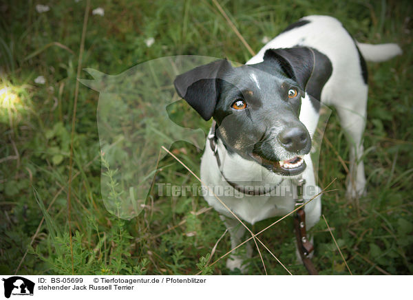 stehender Jack Russell Terrier / standing Jack Russell Terrier / BS-05699