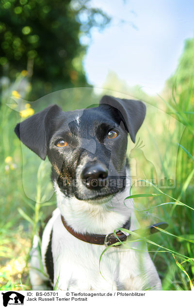 Jack Russell Terrier Portrait / BS-05701