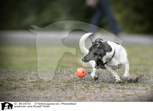 spielender Jack Russell Terrier / playing Jack Russell Terrier / BS-05703