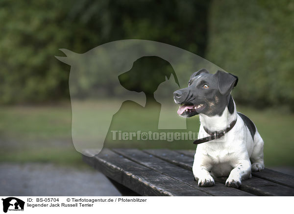 liegender Jack Russell Terrier / lying Jack Russell Terrier / BS-05704