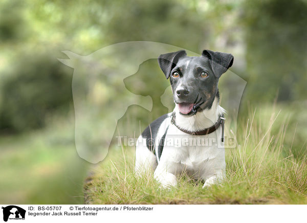 liegender Jack Russell Terrier / lying Jack Russell Terrier / BS-05707