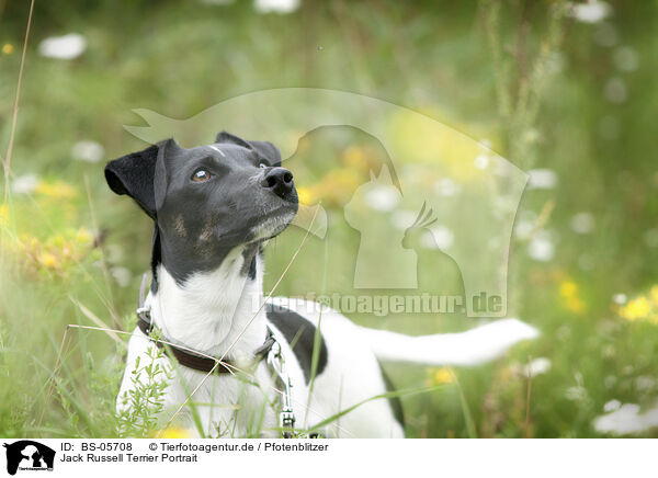 Jack Russell Terrier Portrait / Jack Russell Terrier Portrait / BS-05708