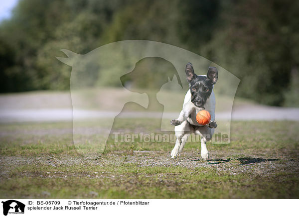 spielender Jack Russell Terrier / playing Jack Russell Terrier / BS-05709