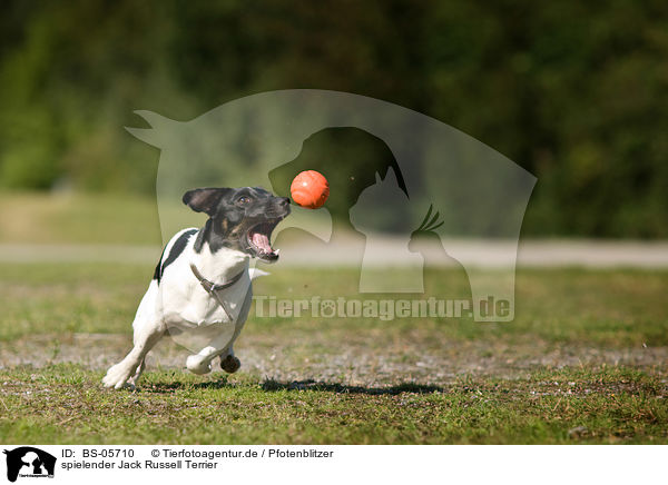 spielender Jack Russell Terrier / playing Jack Russell Terrier / BS-05710