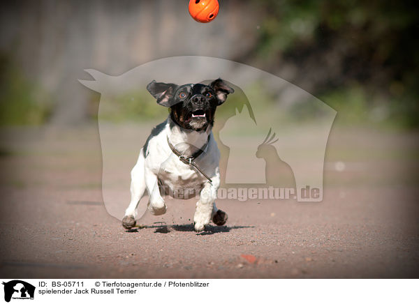 spielender Jack Russell Terrier / playing Jack Russell Terrier / BS-05711