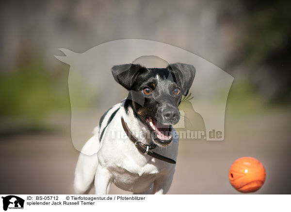 spielender Jack Russell Terrier / playing Jack Russell Terrier / BS-05712