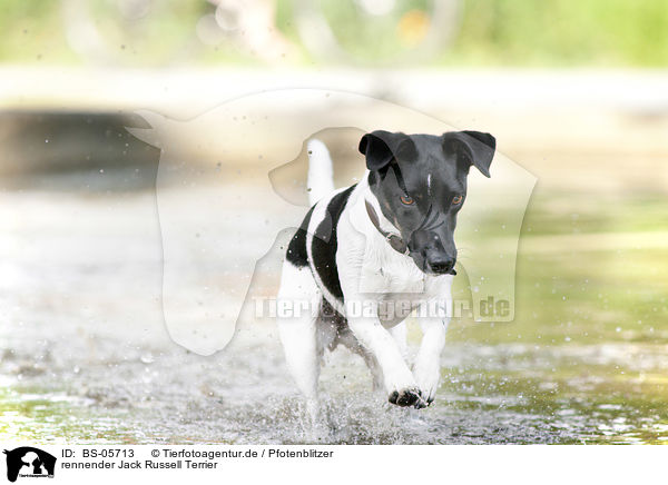 rennender Jack Russell Terrier / running Jack Russell Terrier / BS-05713