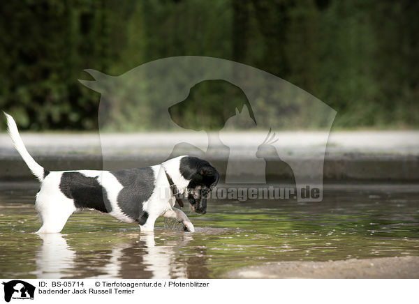 badender Jack Russell Terrier / bathing Jack Russell Terrier / BS-05714