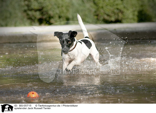 spielender Jack Russell Terrier / playing Jack Russell Terrier / BS-05715