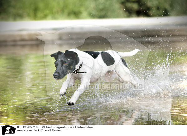 rennender Jack Russell Terrier / running Jack Russell Terrier / BS-05716