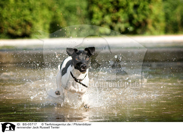 rennender Jack Russell Terrier / running Jack Russell Terrier / BS-05717