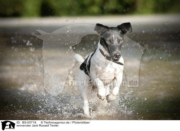 rennender Jack Russell Terrier / running Jack Russell Terrier / BS-05718