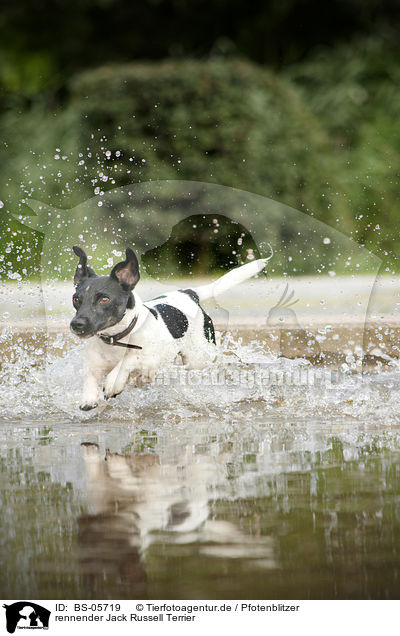 rennender Jack Russell Terrier / running Jack Russell Terrier / BS-05719