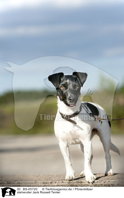 stehender Jack Russell Terrier / standing Jack Russell Terrier / BS-05720