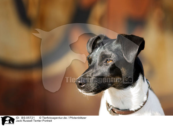 Jack Russell Terrier Portrait / BS-05721
