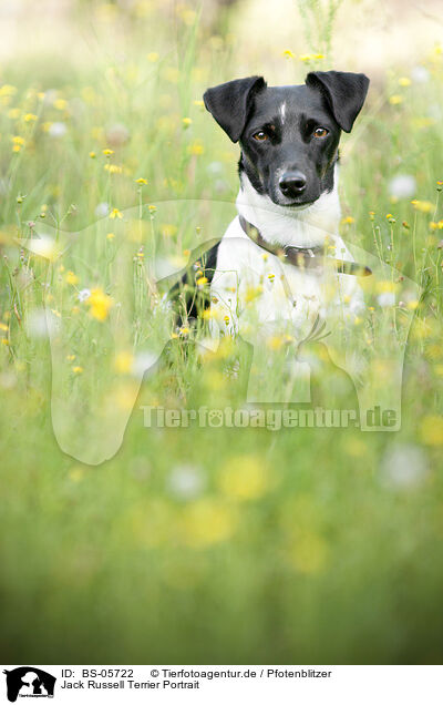 Jack Russell Terrier Portrait / Jack Russell Terrier Portrait / BS-05722