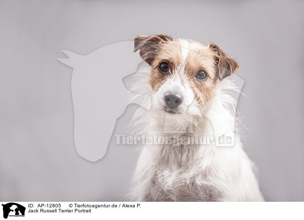 Jack Russell Terrier Portrait / AP-12805
